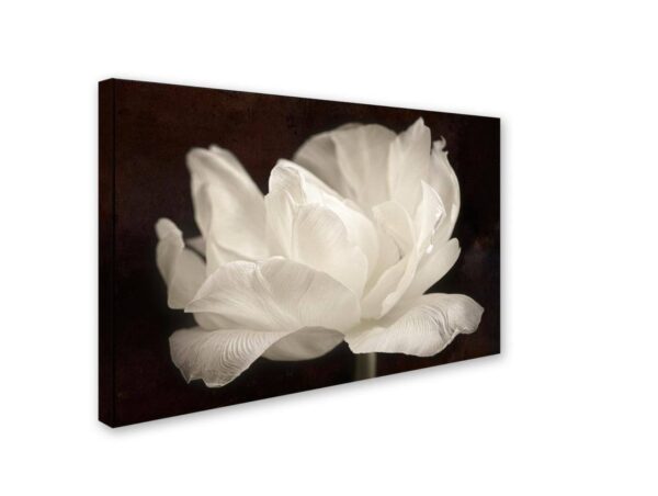 30 in. x 47 in. "White Tulip III" by Cora Niele Printed Canvas Wall Art